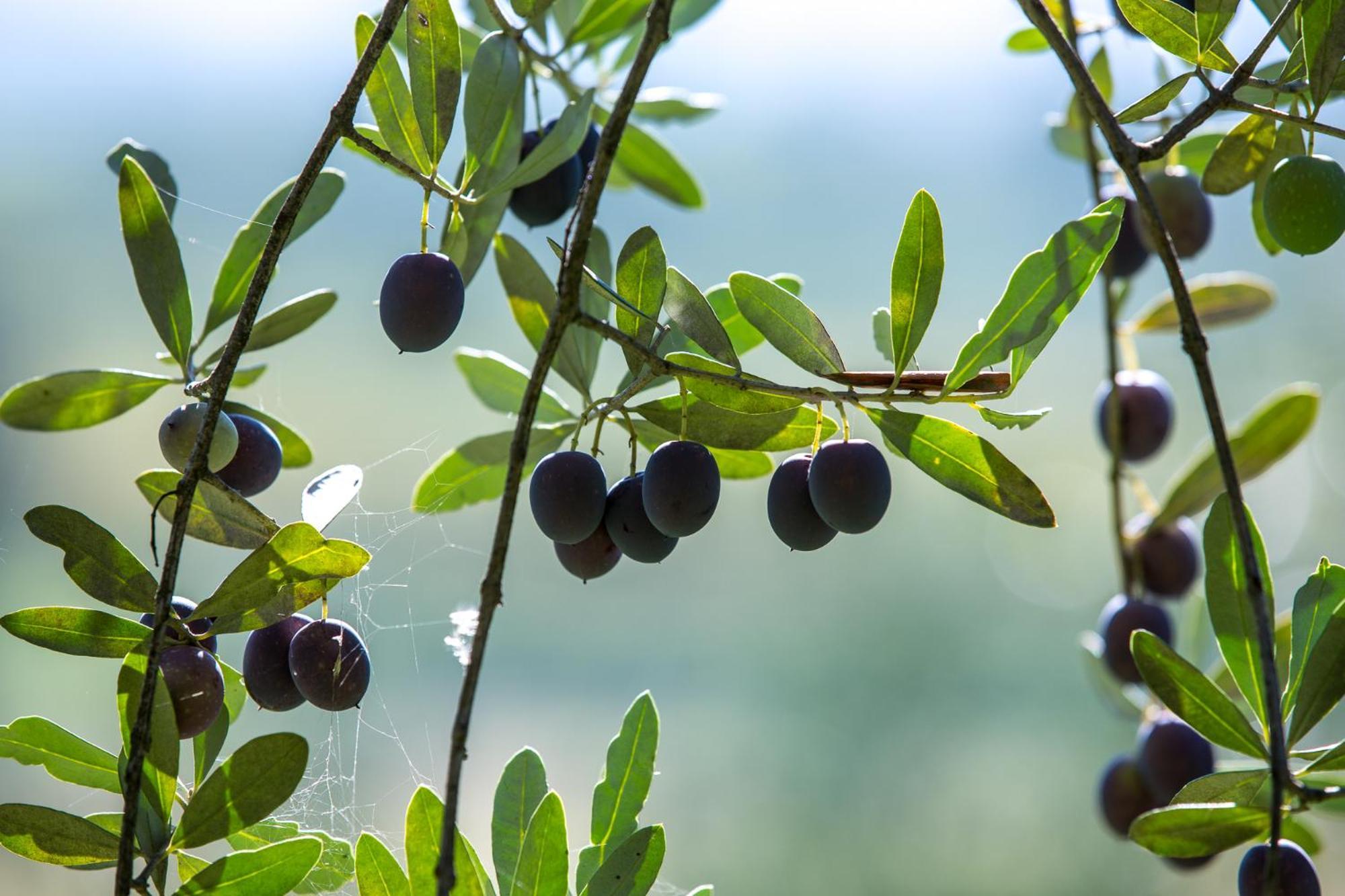 Azienda Agricola Moschioni Cividale del Friuli المظهر الخارجي الصورة