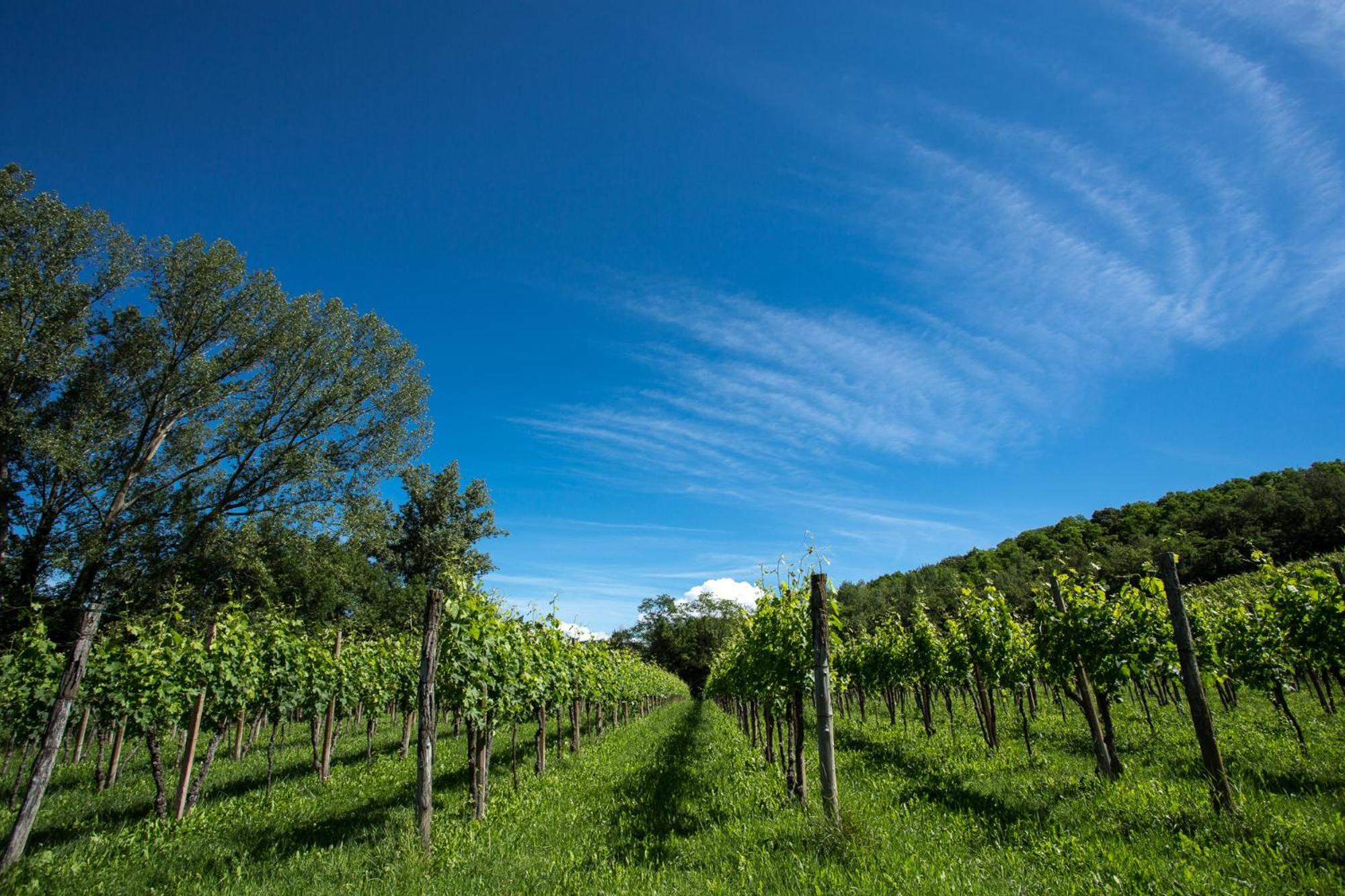 Azienda Agricola Moschioni Cividale del Friuli المظهر الخارجي الصورة