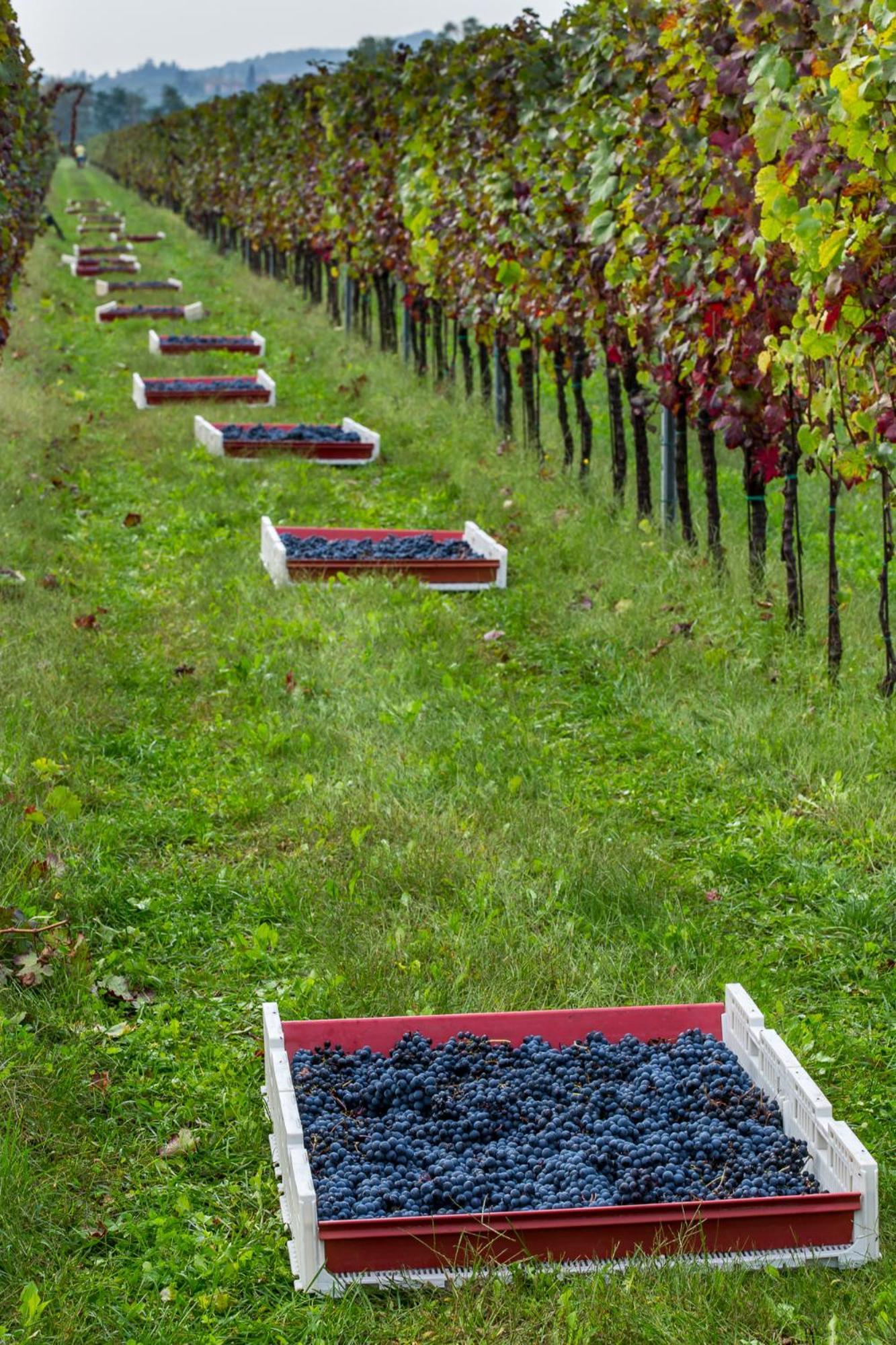 Azienda Agricola Moschioni Cividale del Friuli المظهر الخارجي الصورة